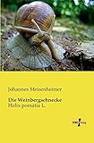 weinbergschnecken fangen und zubereiten  Die Weinbergschnecke: Helix pomatia L.