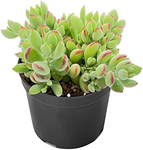 4" Cotyledon Pendens, Live Succulent Fully Rooted in Pots with Soil Mix, Rare House Plant for Home Office Wedding Indoor Outdoor Decoration, DIY Projects, Party Favor Gift