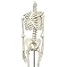 Human Skeleton Model mini 33.5