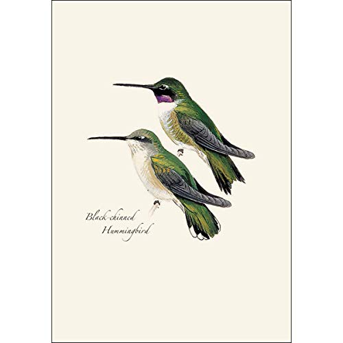 Image of Earth Sky + Water - Peterson's Hummingbird Notecard Set - 8 Blank Cards with Envelopes (4 each of 2 styles)