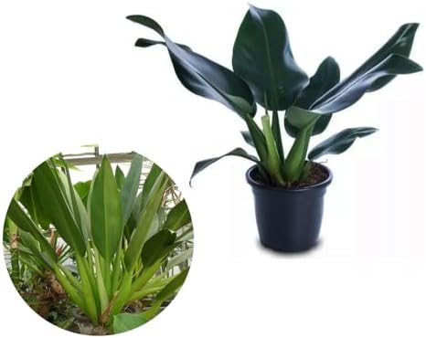 Muda de Pacova 20 a 40cm AMK - Plantas Online