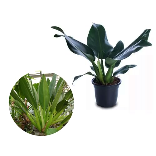 Genérico, Muda de Pacova 20 a 40cm AMK - Plantas Online