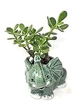 Sunset Jade Plant| Crassula Elephant Round Vase