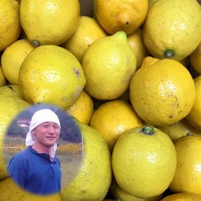 訳あり　産地直送！広島県　蒲刈産レモン 訳あり産地直送！広島県蒲刈産レモン 訳あり！産地直送 広島県蒲刈