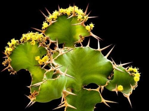 Miniatura 1 de Semillas de Suculentas - Euphorbia Grandicornis, Cactus de Cuerno de Vaca, Exótico, Semilla de Pico Suculenta 5 Semillas