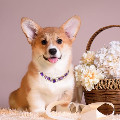 Image of HOWWFALY Dog Collar and Cat Collar Gold Chain Necklace Stainless Steel Adjustable Purple Diamonds Collar with Cute Pet Paw for Small Medium Pets Cats Dogs Kitten Puppy (Purple, S)