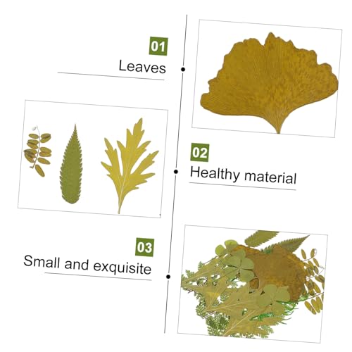 Anneome 21 Pçs Aplique Vela Flor Seca Real Folhas Secas DIY Acessórios Pressionado Folha Arte Planta