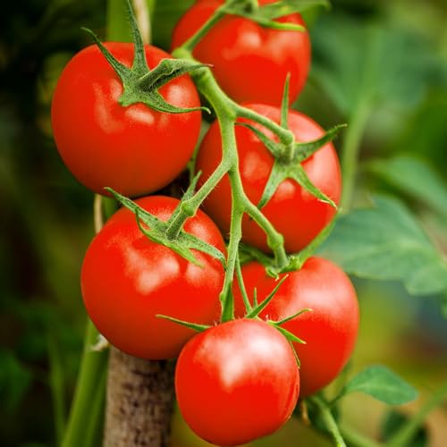 TomorrowSeeds - Moneymaker Vine Tomato Seeds - 1500+ Count - For 2026 Planting Indeterminate Tomatoes Cordon Non-GMO USA Garden Vegetable Fruit Grow Your Own Home Farm Patio Healthy Sustainable Living