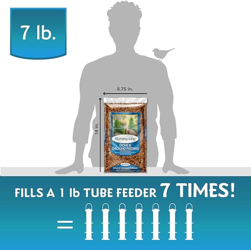 Morning-Song-Dove-Ground-Feeding-Wild-Bird-Seed