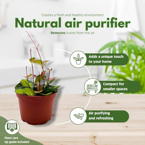 BubbleBlooms Variegated Hoya Australis, Tricolor Lisa, Very Rare Limited Live Plant, in 4 inch Pot - Image 9