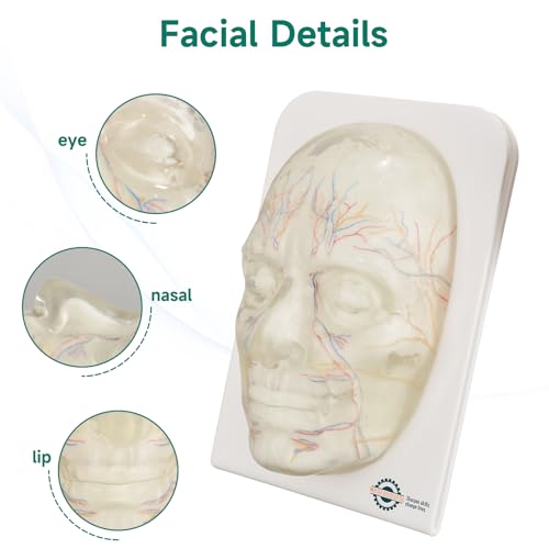 Image of Transparent Injection Face Model with Blood Vessels | Anatomical Injection Mannequin Face, Facial Injection Training Model for Estheticians, Medical Students, Detachble Face Skin