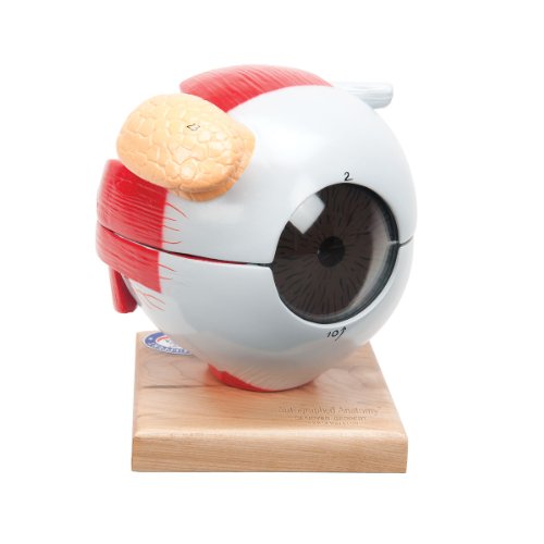 Image of Denoyer Geppert 0102-00 Giant Five-Part Eye Model with Functional Lens
