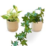 bloomee(ブルーミー) ポトス 3寸 ＆ アイビー 3寸 2個セット 観葉植物 本物 ミニ 室内用 鉢 (金運アップ 空気浄化 風水) おしゃれ インテリア (ギフト プレゼント お祝い) 初心者でも育てやすい
