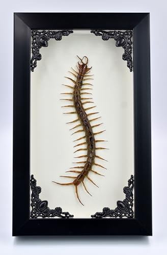 Real Centipede Millipede Scolopendra MORSITANS Taxidermy Insect in 3D Wooden Frame (Glass Background Black Frame)