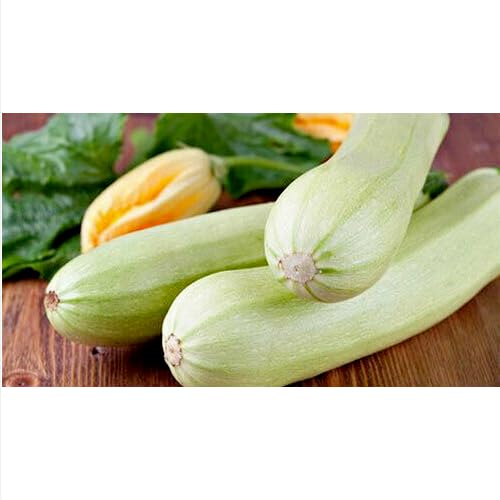 15 semi di ZUCCHINO BIANCO DI PALERMO semi freschi