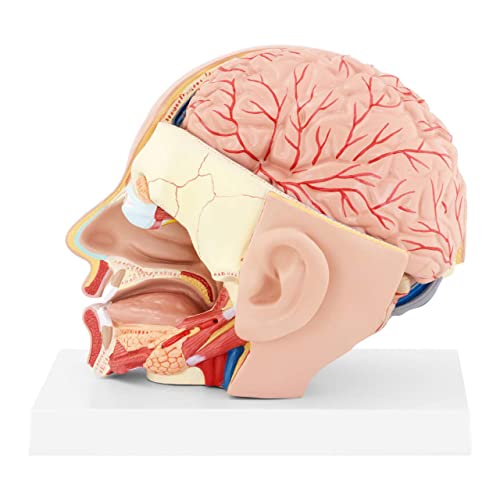 Modèle de cerveau humain amovible 4 parties pour enseignement médical - 2