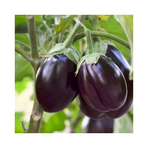 LiveNature Vegetable Seeds | Black Round Brinjal Seeds | Baigan Seeds | Eggplant Seeds | Home Garden Seeds - 500 Seeds (B0D3CXNTWS) Amazon Price History, Amazon Price Tracker
