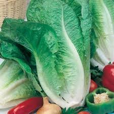 Lettuce Lobjoits Green Cos Seeds by Country Value