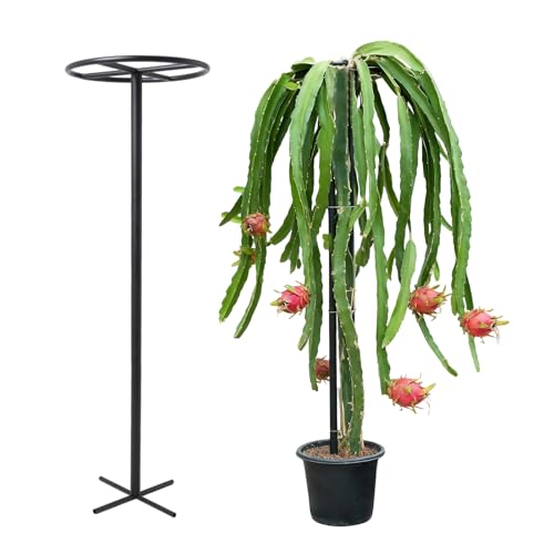 GOOOXIM 14'x14'x60' 1PCS Dragon Fruit Trellis - Durable Metal Vertical Support Frame for Climbing Plants, Easy Assembly with Instructions, for Dragon Fruit Enthusiasts