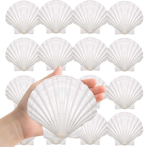 ZPLYYDS Large Natural Sea Shells 4-5 White Scallop Shells 8PCS for DIY Craft Making Baking Hand Painting Ocean Themed Party and Home Decor