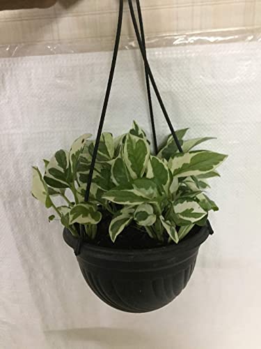 Creative Farmer Gardening Plant Scindapsus Hanging, 17 Cm Pot(6 Inch) Plants Live Balcony (Gardening Healthy Plant)