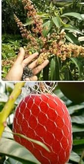 Miyazaki Mango Tree Plant Hybrid Grafted Japanese Red Miyazaki Fruit Plant (Red Colour) World Most Expensive Sweet Taiyo No Tamago/Eggs Of Sun Mango Fruit Tree Home Or Rooftop Garden Star Plant