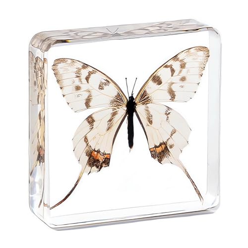 Image of Taxidermy Butterfly, Real Insect Butterfly Specimens in Resin Preserved, Clear for Closer-Look & Study, Science Educational Classroom Specimen, Decor Ornament, Unique Gift (B, 3.0x3.0x0.8-inch)
