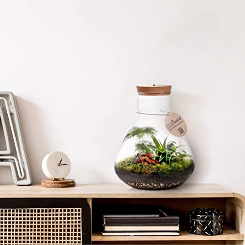 Foto von Ecoworld Tropical Biosphere mit Licht XL - Flaschengarten Komplettset - 3 Farbige Zimmerpflanzen - Pflanzen Terrarium - Piramide Glas XL: Ø 30 cm, Höhe 36 cm - Pflanzen im glas aus eigener Gärtnerei