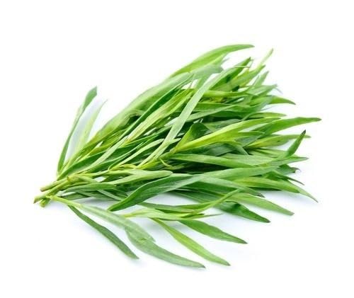 Tarragon Plant Seeds Green 50pcs