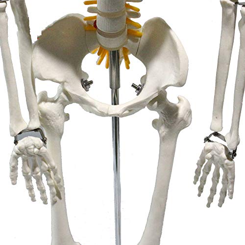Modèle pédagogique de squelette humain 85 cm pour démonstration médicale