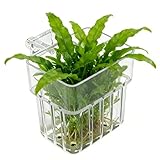 Soporte para Plantas para pecera, Taza Colgante Transparente, Maceta de Acuario, para Cultivo en el hogar, decoración de Lugar de Trabajo, hidropónico para Interiores
