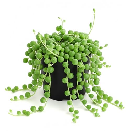 String of Pearls Live Succulent, 2 Inch Fully Rooted Potted Plant, Easy Care & Drought Tolerant,...