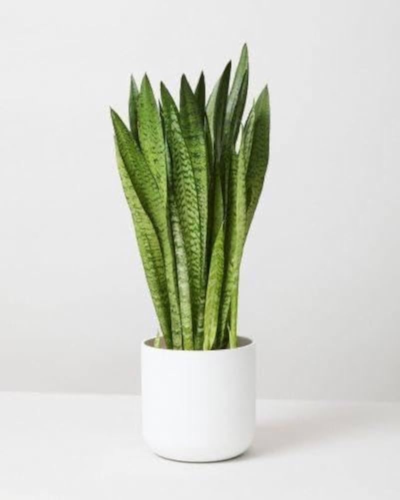 SRIYA NURSERY 2 Healthy Live Snake Plant Big Size,SANSEVIERIA Green Snake For Outdoor Garden &Indoor Decoration,Goodluck &Air Purifier Plant (pack of 2)-image-44