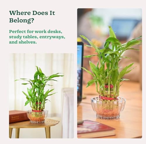 Image of Glass pots vases for Live Indoor Plants or Artificial Plants and Flowers - Transperant Clear Glass Bowl Round or Square Shape Pot Planter vase (Lotus Pot, 1)