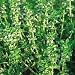 Thyme Herb 200 Seeds - GARDEN FRESH PACK!