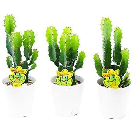Amazon 観葉植物 サボテン 大雲閣 ラッピングしてお届け 鉢花 鉢植え フラワーギフト カクタス インテリアグリーン インドアグリーン 父の日 サマーギフト 開店祝い 新築祝い 誕生日祝い Primeお急ぎ便 4寸鉢 3鉢セット 観葉植物 オンライン通販 Amazon 観葉植物 サボテン 大雲閣 ラッピングしてお届け 鉢花 鉢植え フラワーギフト カクタス インテリアグリーン インドアグリーン 父の日 サマーギフト 開店祝い 新築祝い 誕生日祝い Primeお急ぎ便 4寸鉢 3鉢セット 観葉植物 オンライン通販