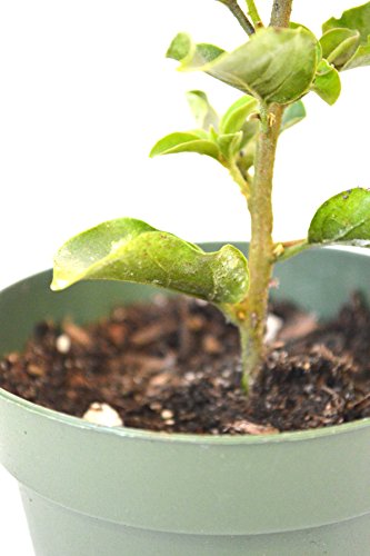 9Greenbox - Royal Purple Bougainvillea Plant -Indoors/Out Or Bonsai - 4 Pot #TOP3