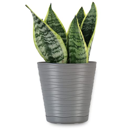 ORTEN Pot de fleurs en plastique avec soucoupe et trous de drainage pour toutes les plantes d'intérieur, herbes, cactus, orchidées, plantes grasses Ø 13 cm Gris Cover