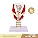 KDJFS Voice System Anatomy Model Set – Larynx and Vocal Cord Anatomical Models for Voice Training, Speech Correction, and Classroom Demonstration