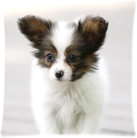 2015 New Fashion Good Quality Square 45x45cm Pillowcase, Lovely Cute Animal Papillon Dog Sleeping Cuchion Cover