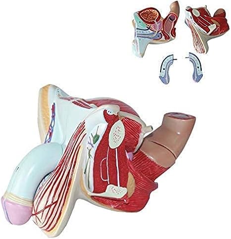 Modelo de anatomía, Modelo de anatomía, Modelo genital masculino, Sistema genital de la pelvis masculina Modelo anatómico Tamaño natural 4 partes Modelo de sección sagital media Hospitales Enseñanza p