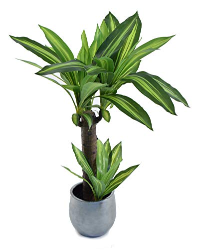 Dracena Artificial, Elaborados con los Mejores Materiales, Ideal para Decoracion de hogar (80 cm)