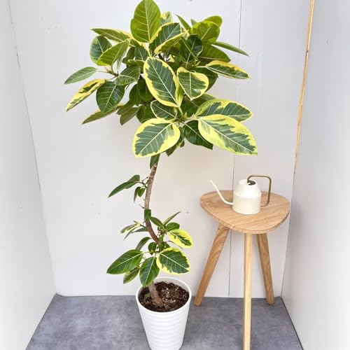 観葉植物 フィカス・アルテシマ」の人気商品一覧 | 安い商品を通販