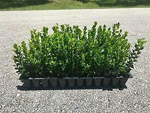 60 Deluxe LÃ¡Â»ÂvÃ¡ÂºÂ¹ PlÃÂ¡nts WÃ¡Â»ÂntÃ¡ÂºÂ¹r GÃ¡ÂºÂ¹m KorÃ¡ÂºÂ¹Ã depot