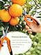 Linkgood 2 Stück Klein Gartenschere, Titanbeschichtete Klingen, Ergonomischer Feststellgriff für präzises Schneiden, Ernteschere für Blumen, Früchte, Gemüse, Hecken (Grün & Orange)