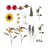 Photo Gallery gmbylby secchi petalo kit per ombrelli epossidici ornamenti scrapbooking forniture e sapone artistico la casetta del telefono decorazione reale pressed accessori in resina foglia Photo Gallery gmbylby secchi petalo kit per ombrelli epossidici ornamenti scrapbooking forniture e sapone artistico la casetta del telefono decorazione reale pressed accessori in resina foglia