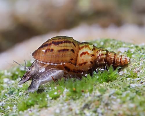 5 x Genoppte Turmdeckelschnecke - Melanoides granifera/Der lebende Bodengrundreiniger im Aquarium! + 1 x NH Schneckenfeed 10g