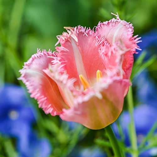 Tulipan Bulbo Flores Naturales Domicilio Flores Exterior Todo El AñO Tulip Flores Naturales Decoracion Hogar Tulip Bonsai Natural Bulbos De OtoñO Tulipanes Huerto En Casa 8 Tulipan Bulbos De Flores Cover