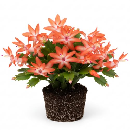 Sunset Orange Christmas Cactus Plant Live | 4 to 7 Inch Tall Potted Indoor Decorative Plant for Home & Office | Live Christmas Cactus Plants Houseplants | Christmas Hanging Baskets for Outdoors