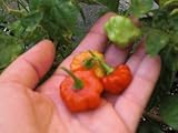 Chilli pepper 10 Seeds~Sweet pepper~Aji Dulce~Cachucha